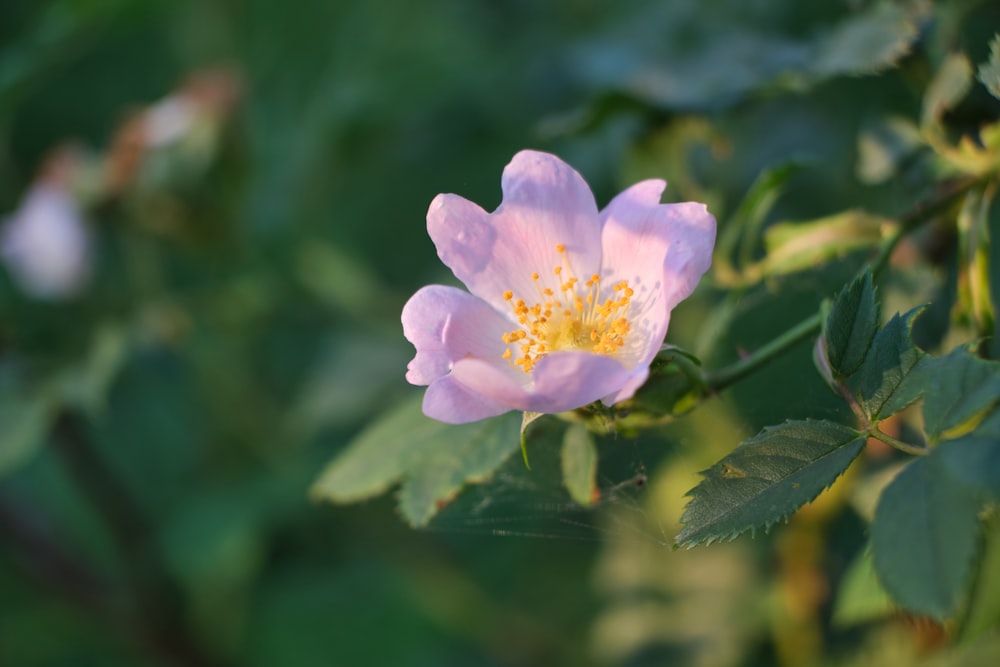 pink and white flower in tilt shift lens