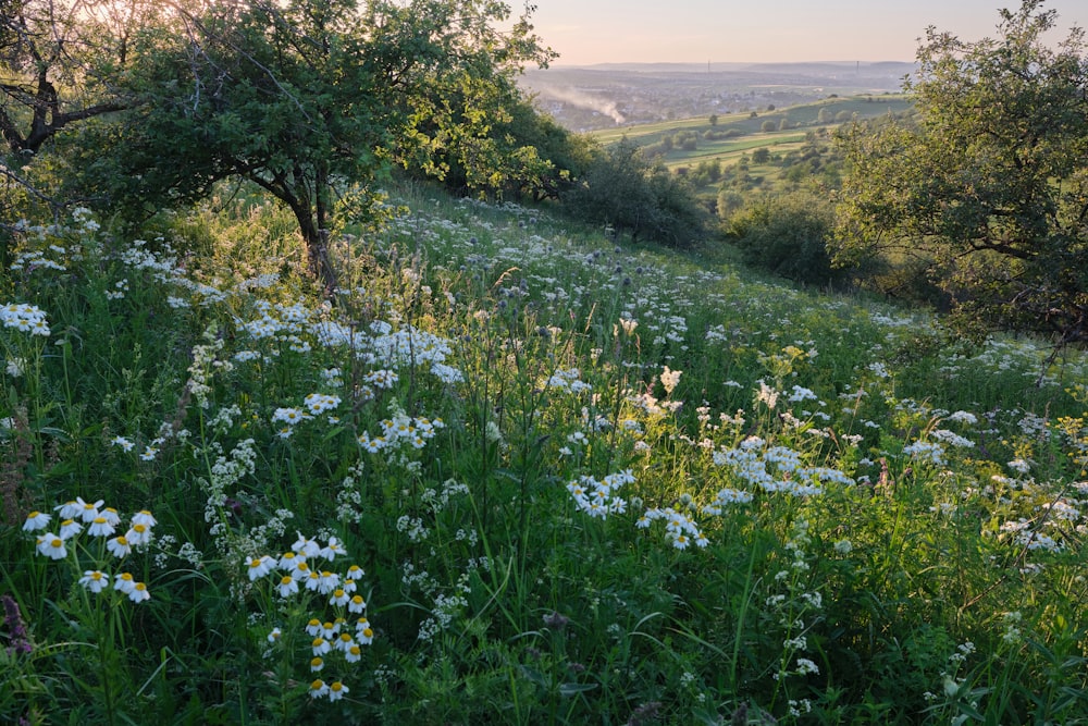 campo di erba verde durante il giorno