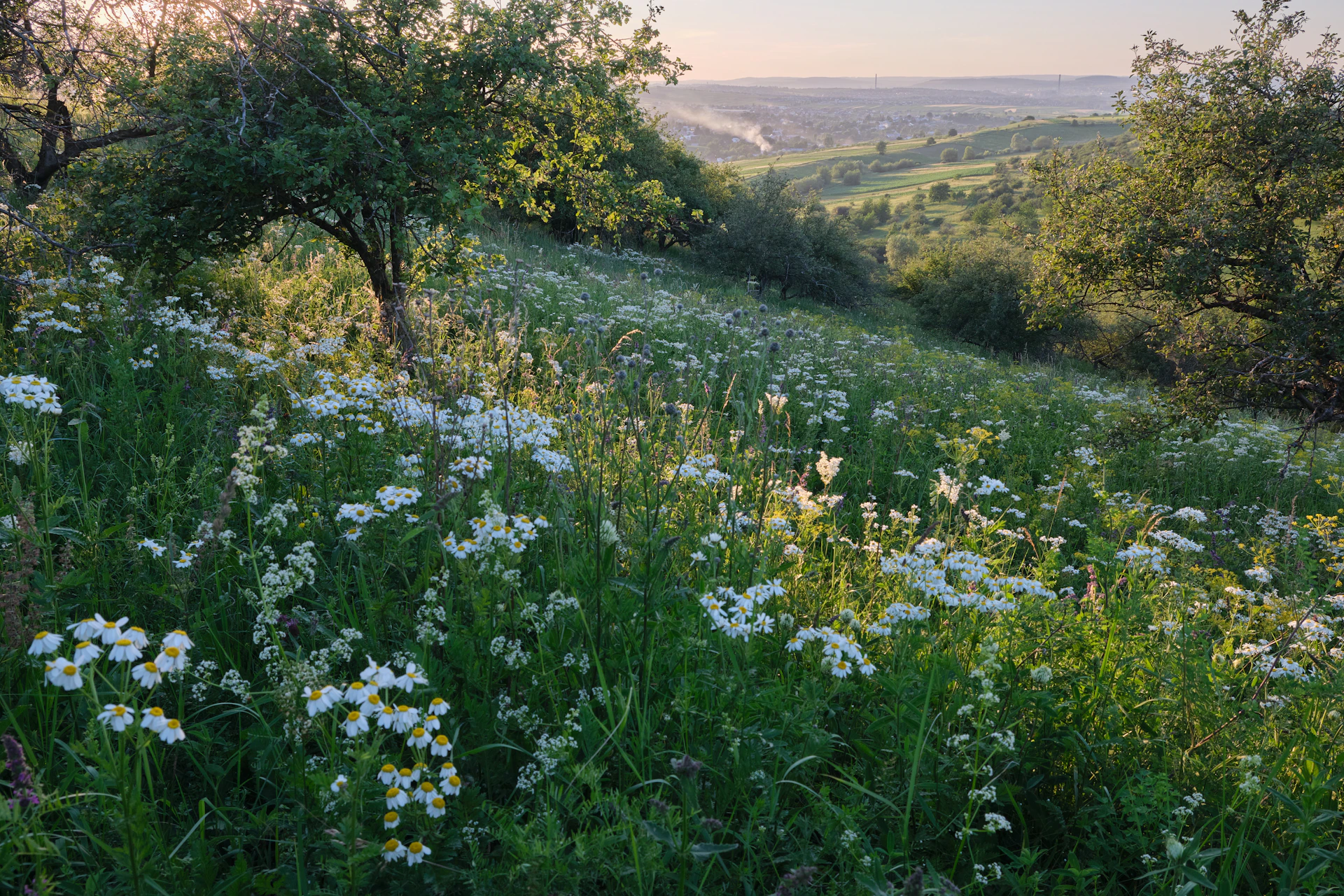 wildflower meadow on hillside at sunset