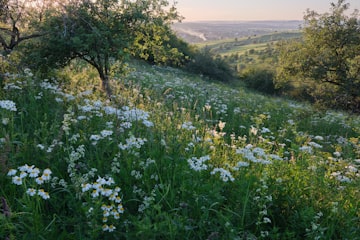 A wildflower meadow on a hillside at sunset