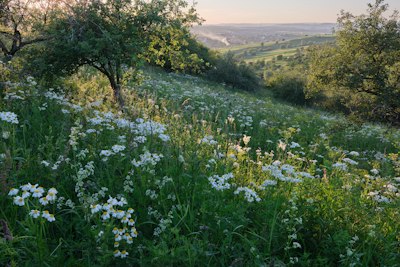 A wildflower meadow on a hillside at sunset