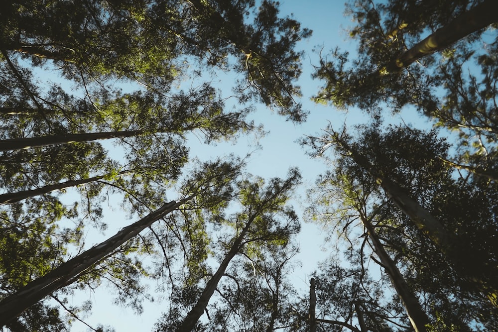 昼間の青空に緑の木々