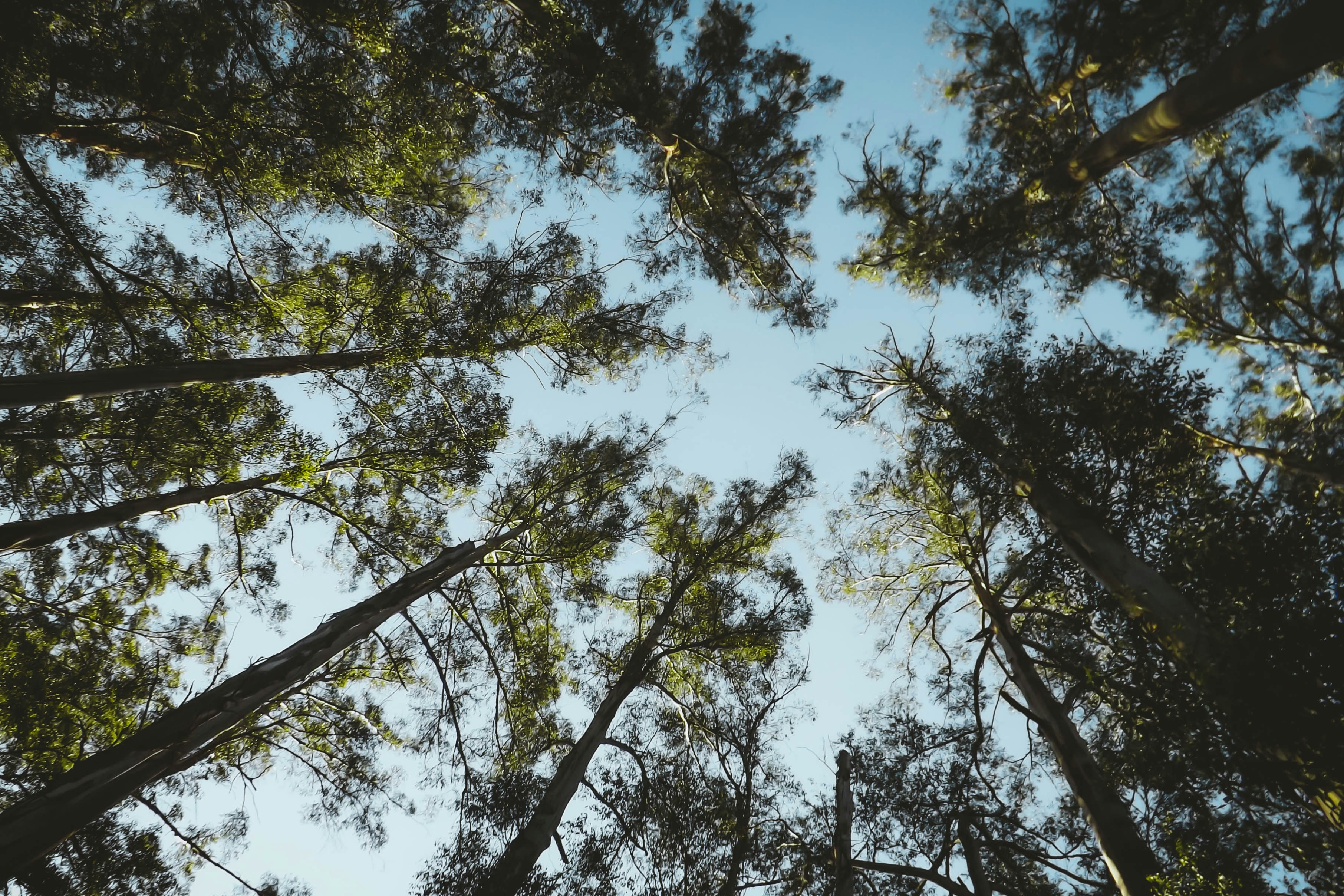 green trees under blue sky during daytime