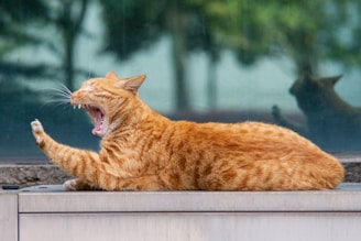 orange tabby cat on white wooden table