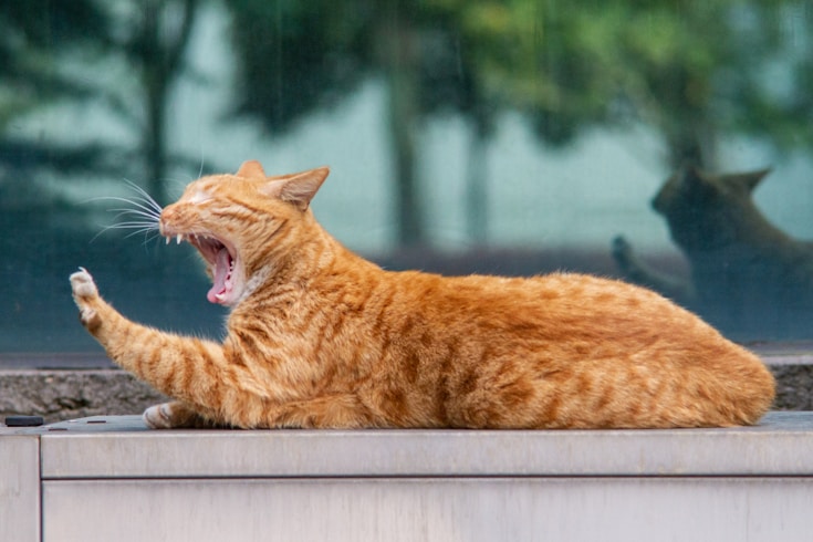 orange tabby cat on white wooden table