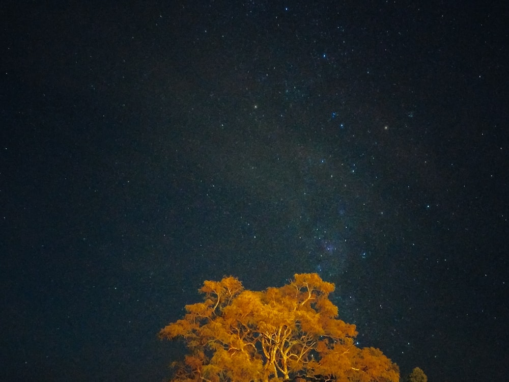 green and yellow tree under starry night