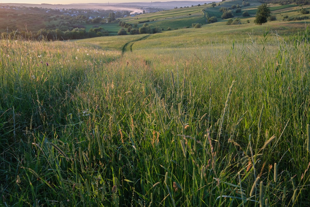 green grass field during daytime