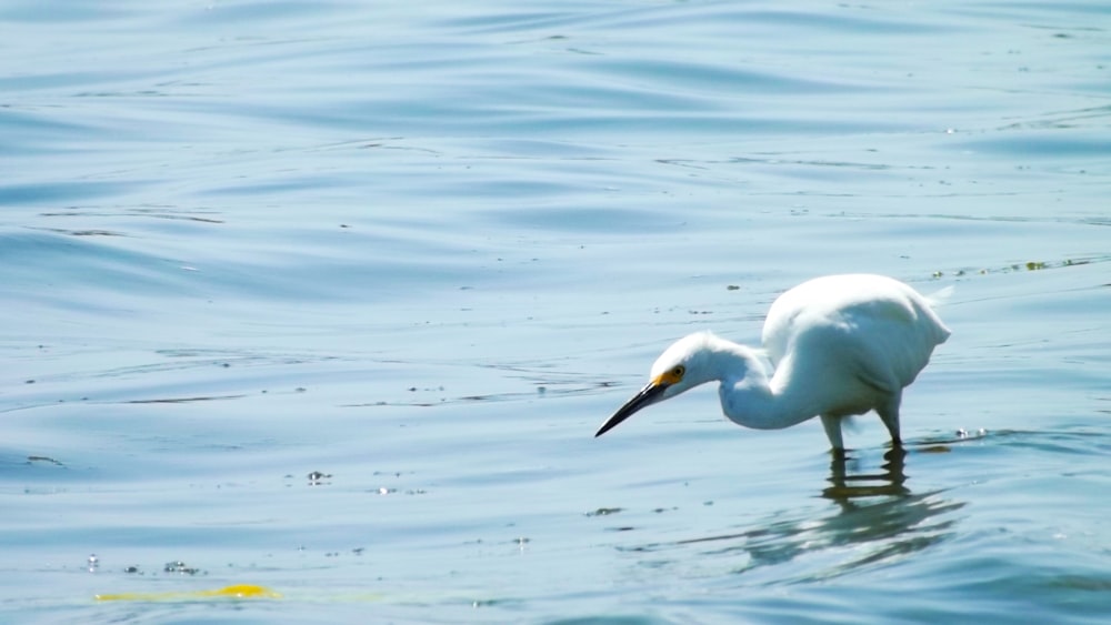 white bird on water during daytime