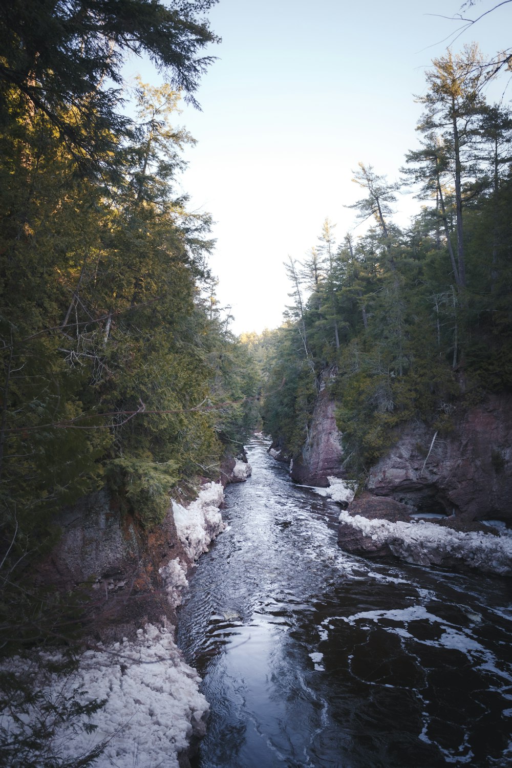 river between green trees during daytime