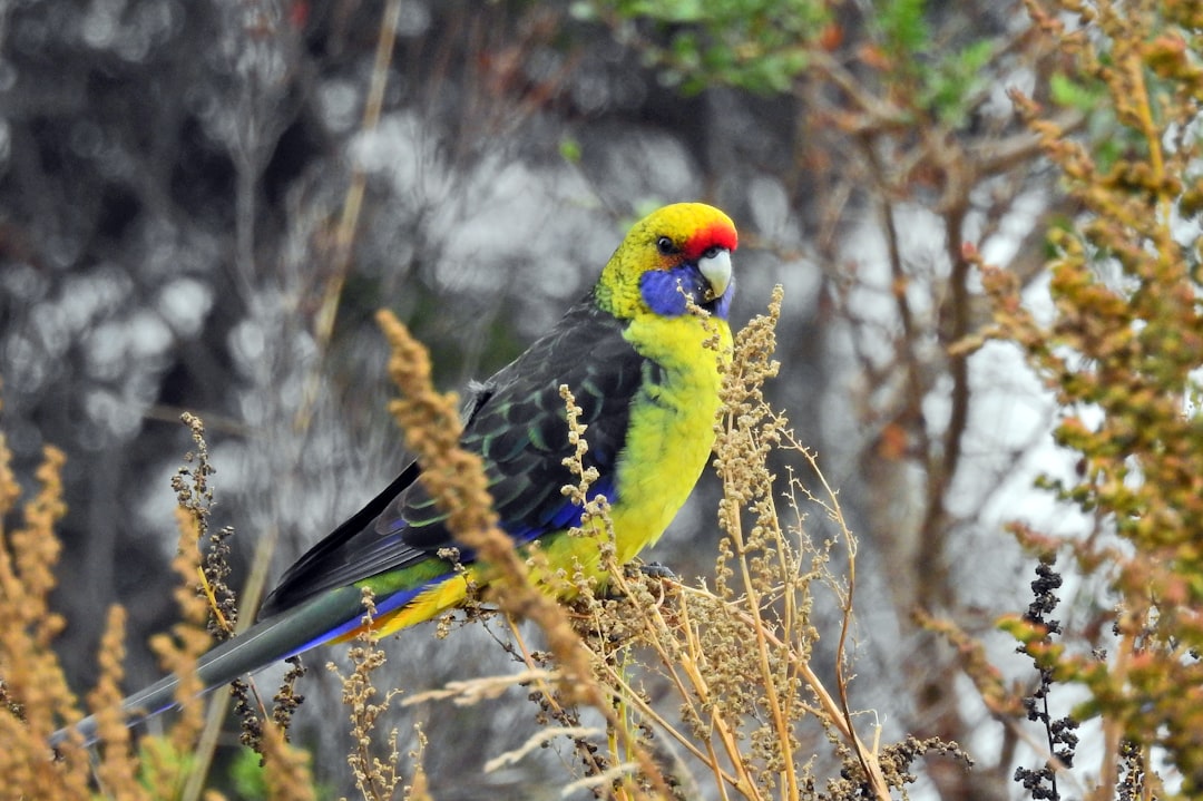 yellow and green bird on brown tree branch during daytime