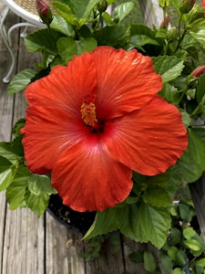 Pure Hibiscus Flowers