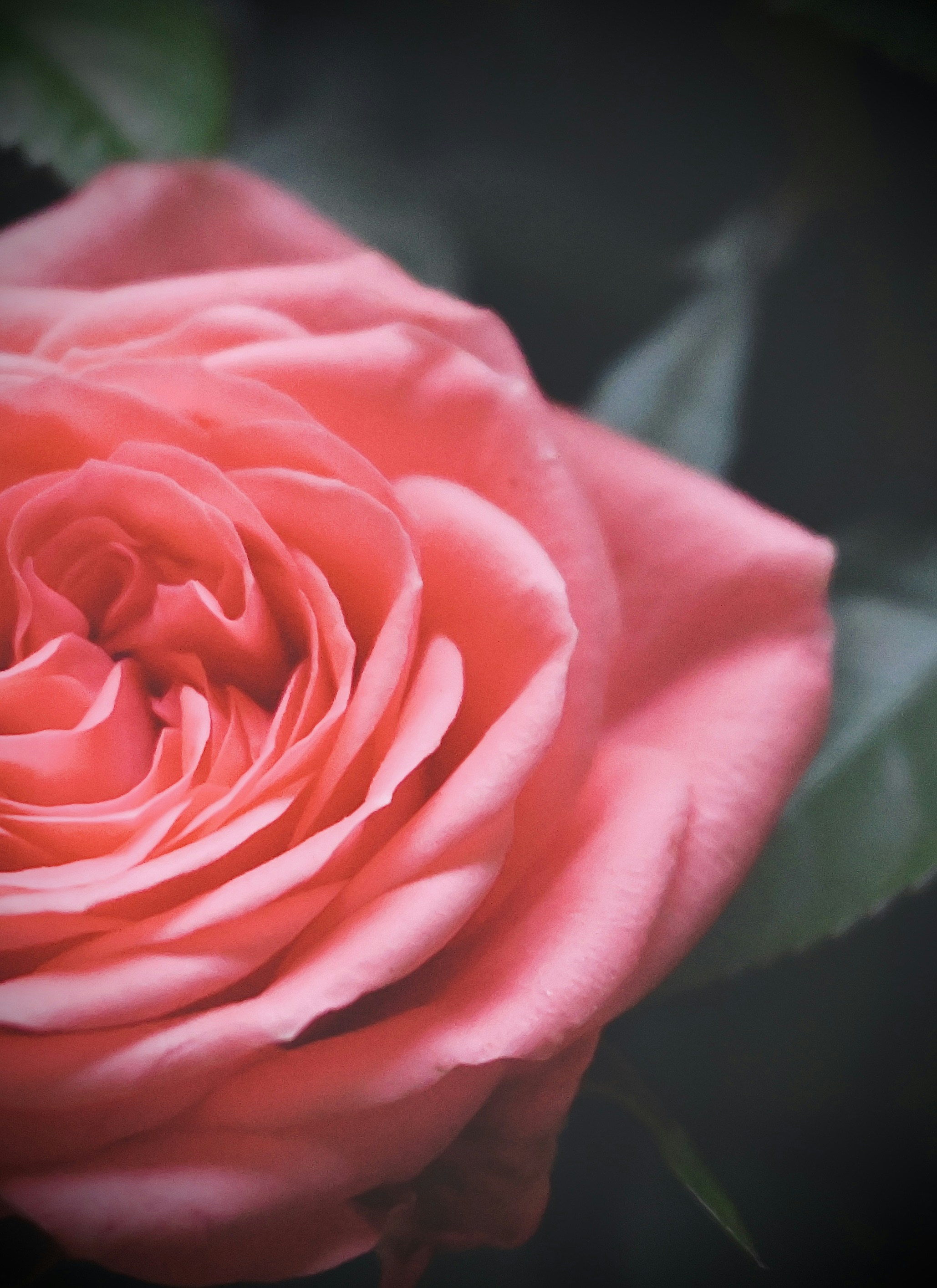 Photo by vijetha_surakanti