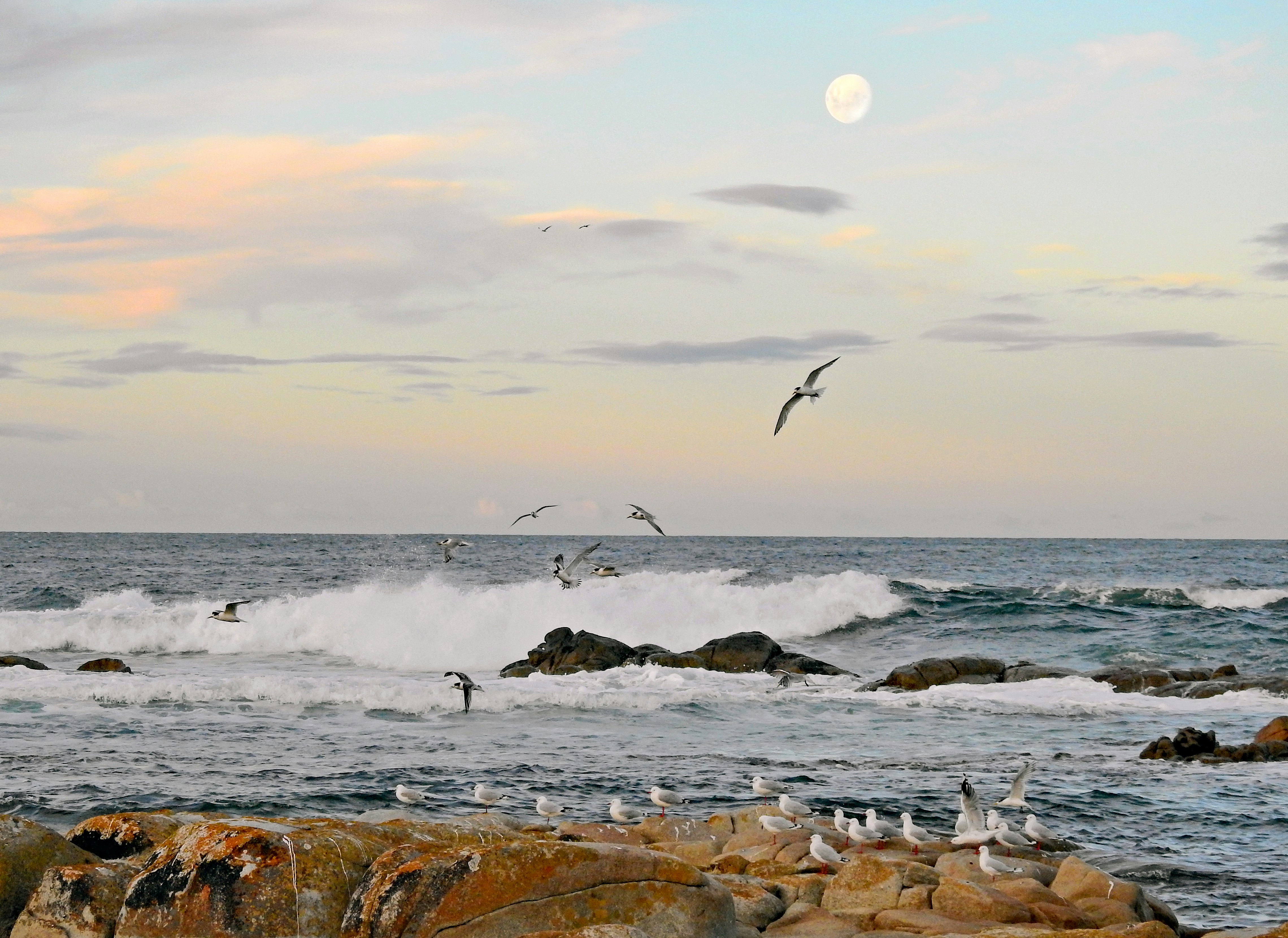 birds flying over the sea during daytime