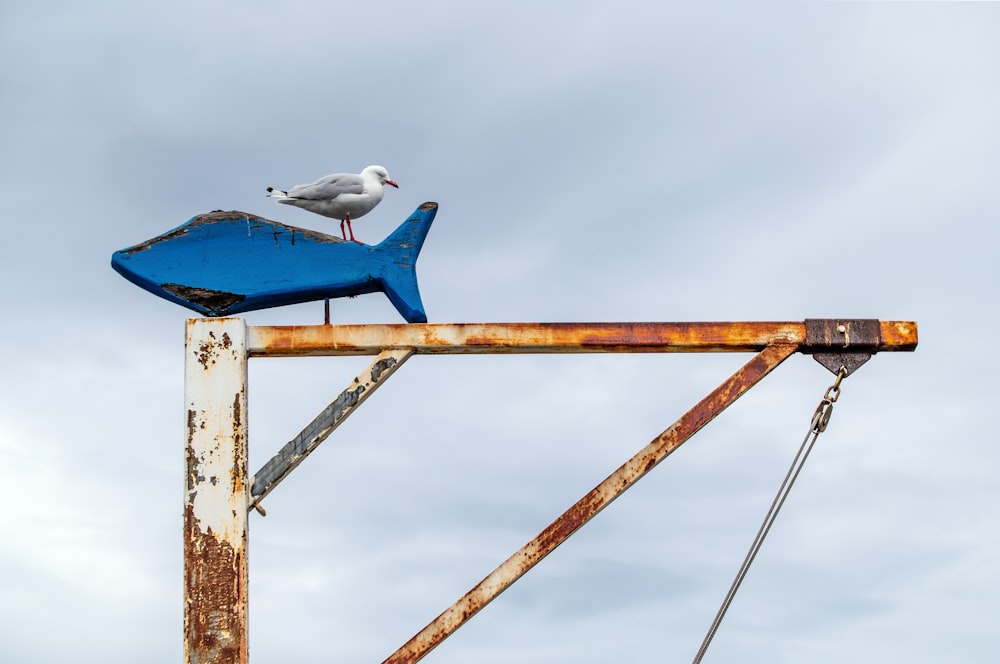 white and blue bird on brown wooden post