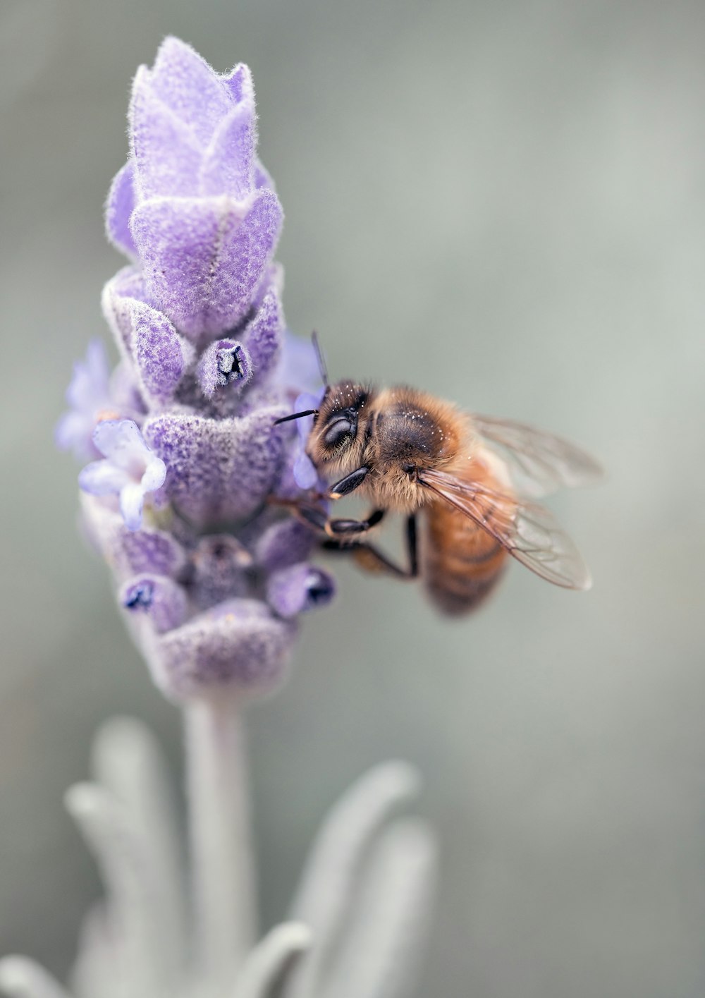 brown and black bee on purple flower