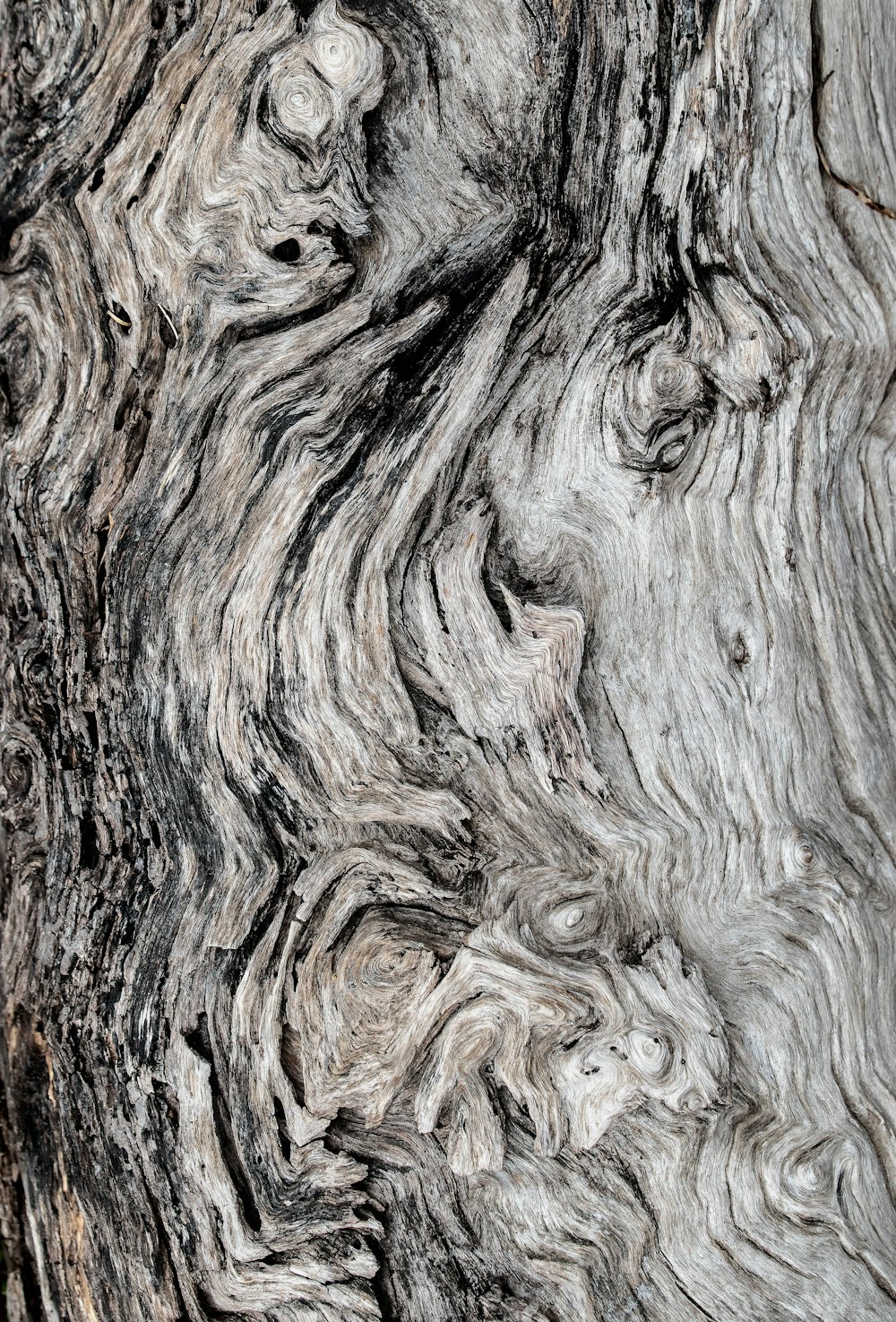 Imágenes de troncos de árboles  Descargar imágenes gratis en Unsplash