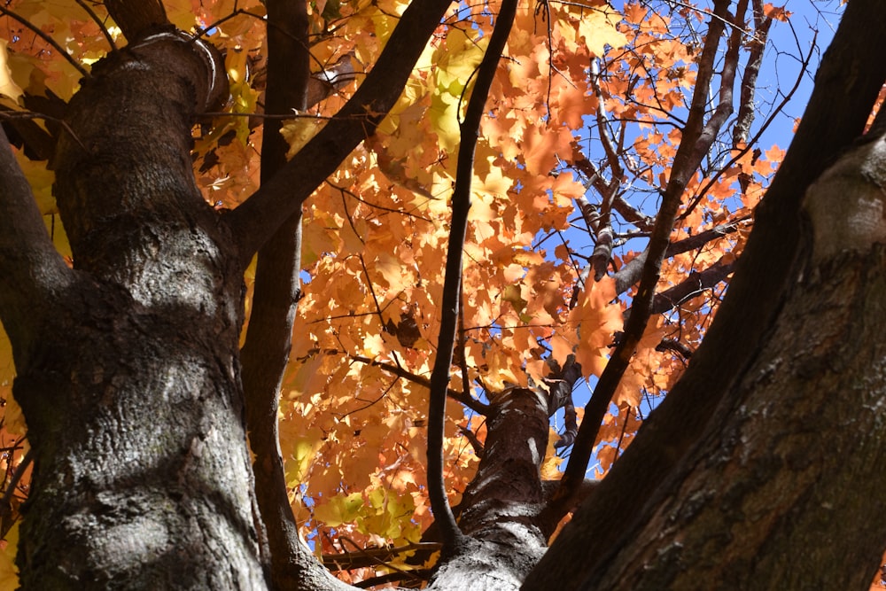 Árbol marrón con hojas anaranjadas