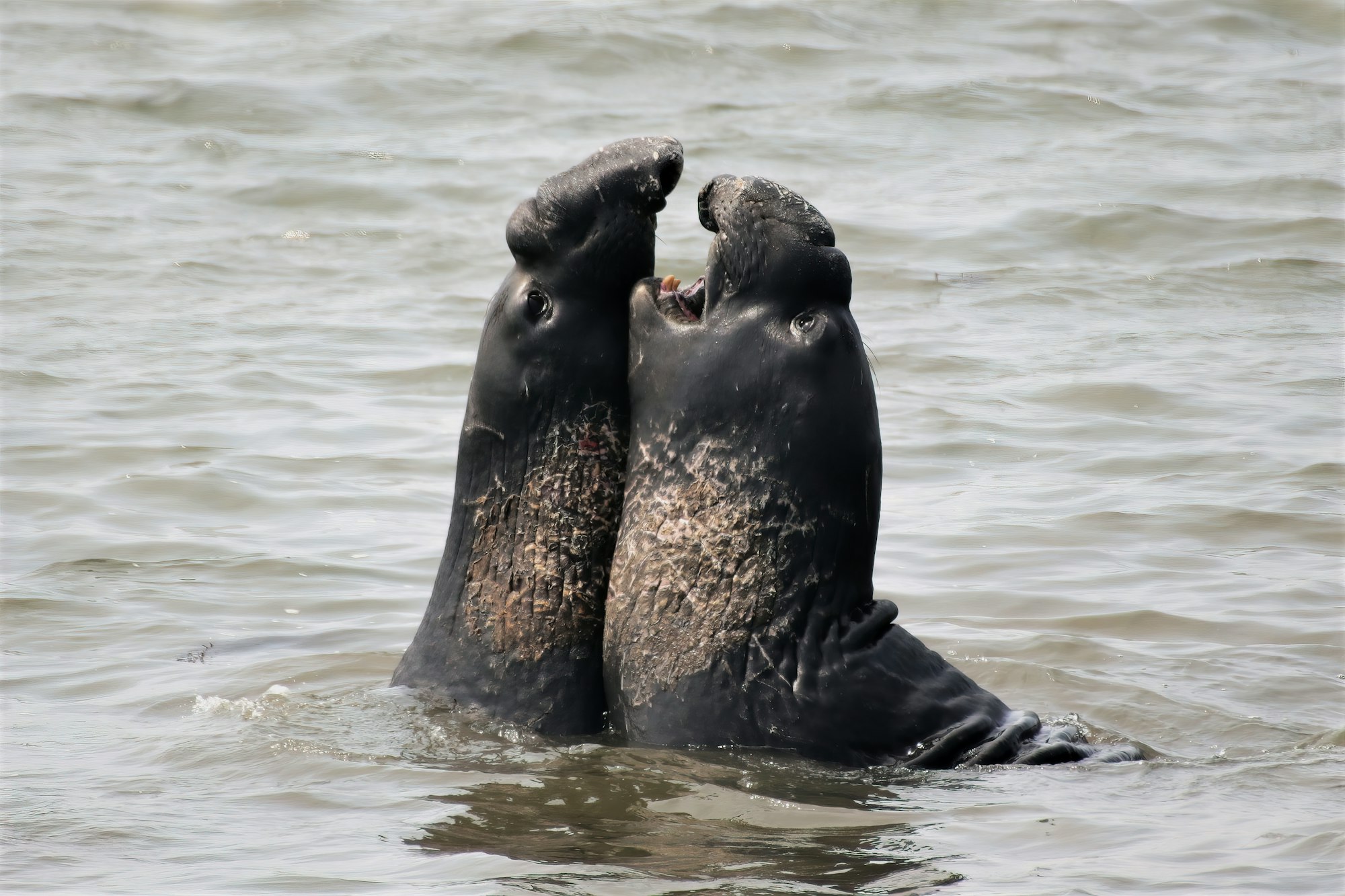 Battling Elephant Seals