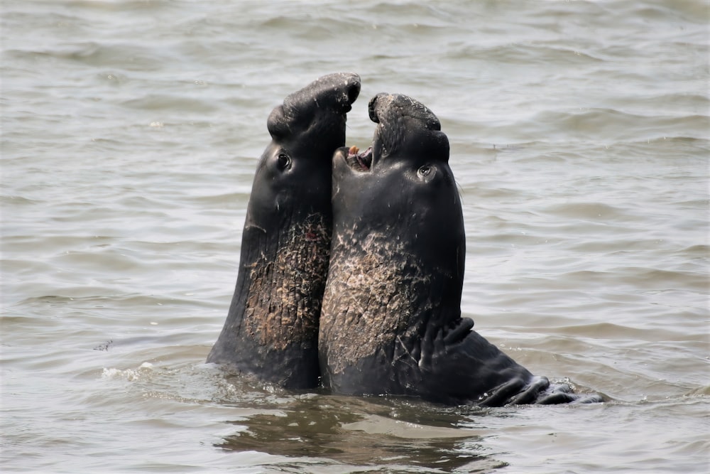 black seal on water during daytime