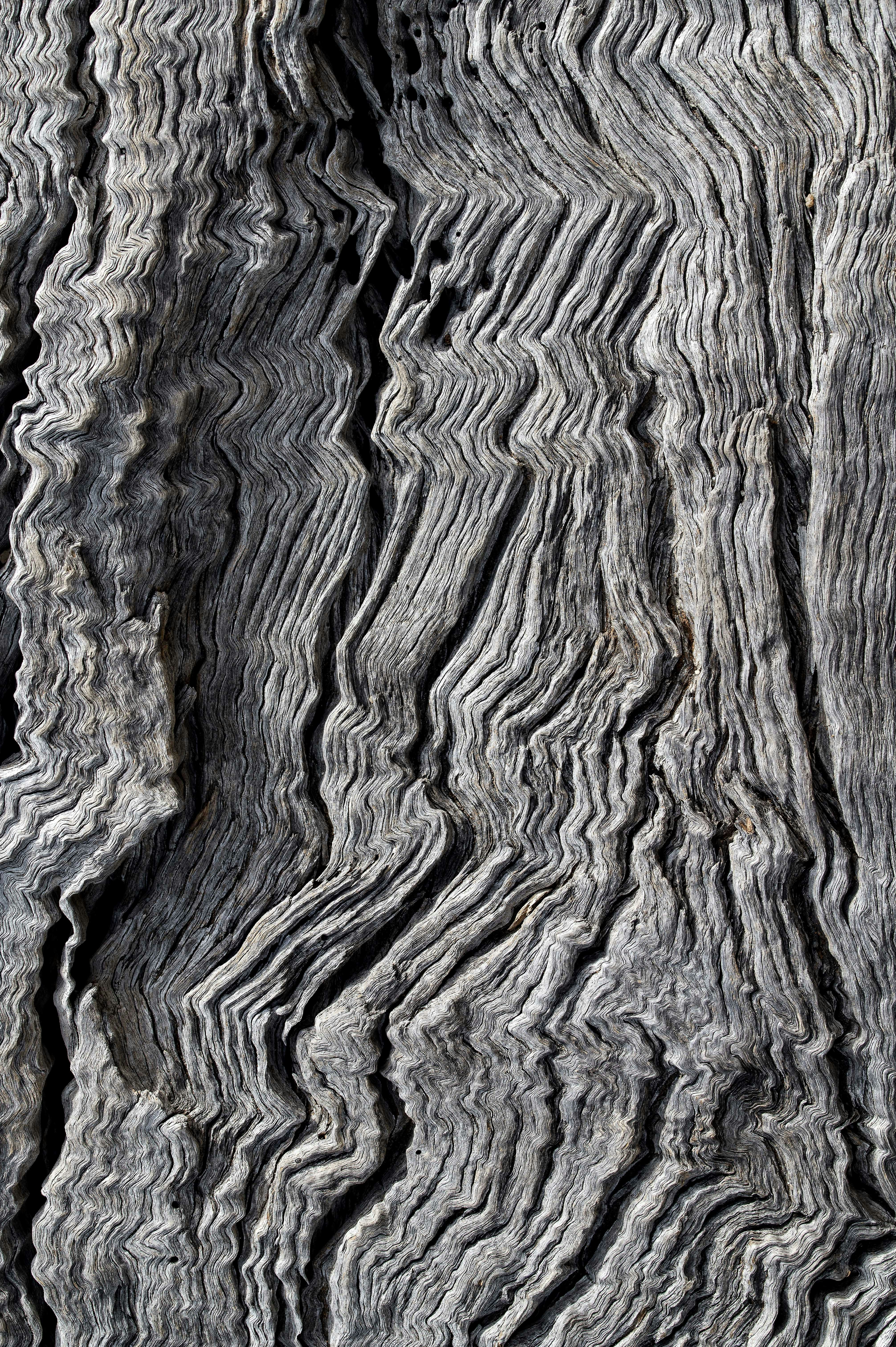 brown and black tree trunk