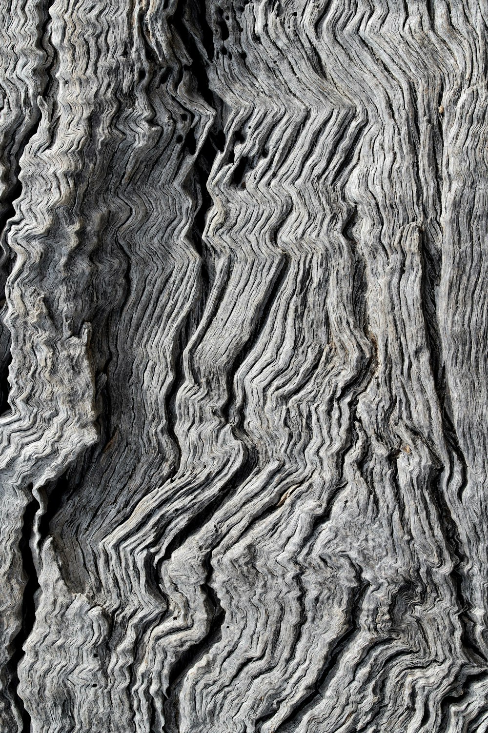 brown and black tree trunk