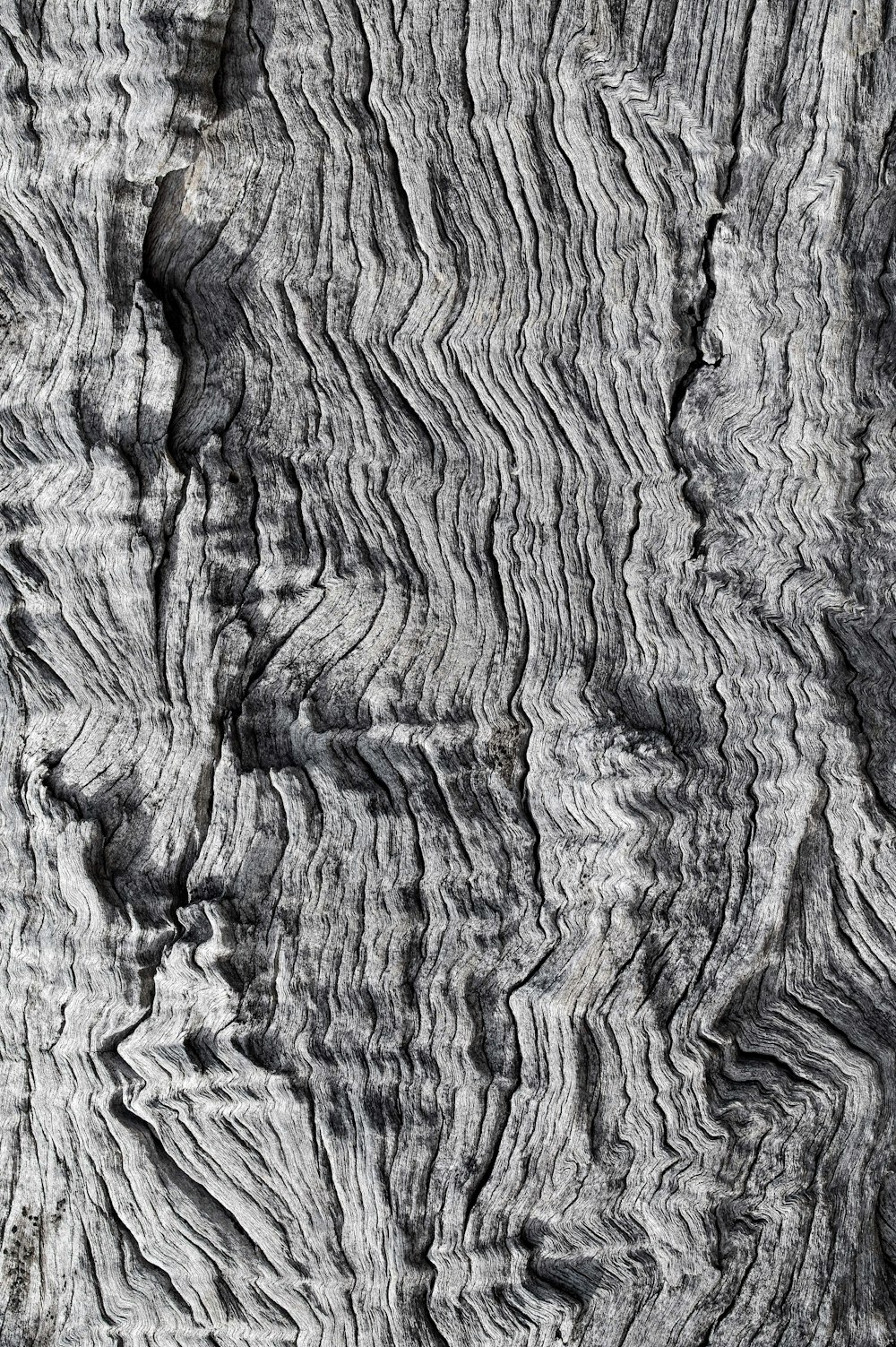 grey and black tree trunk