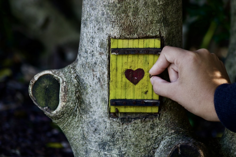 yellow and brown wooden house on gray tree trunk