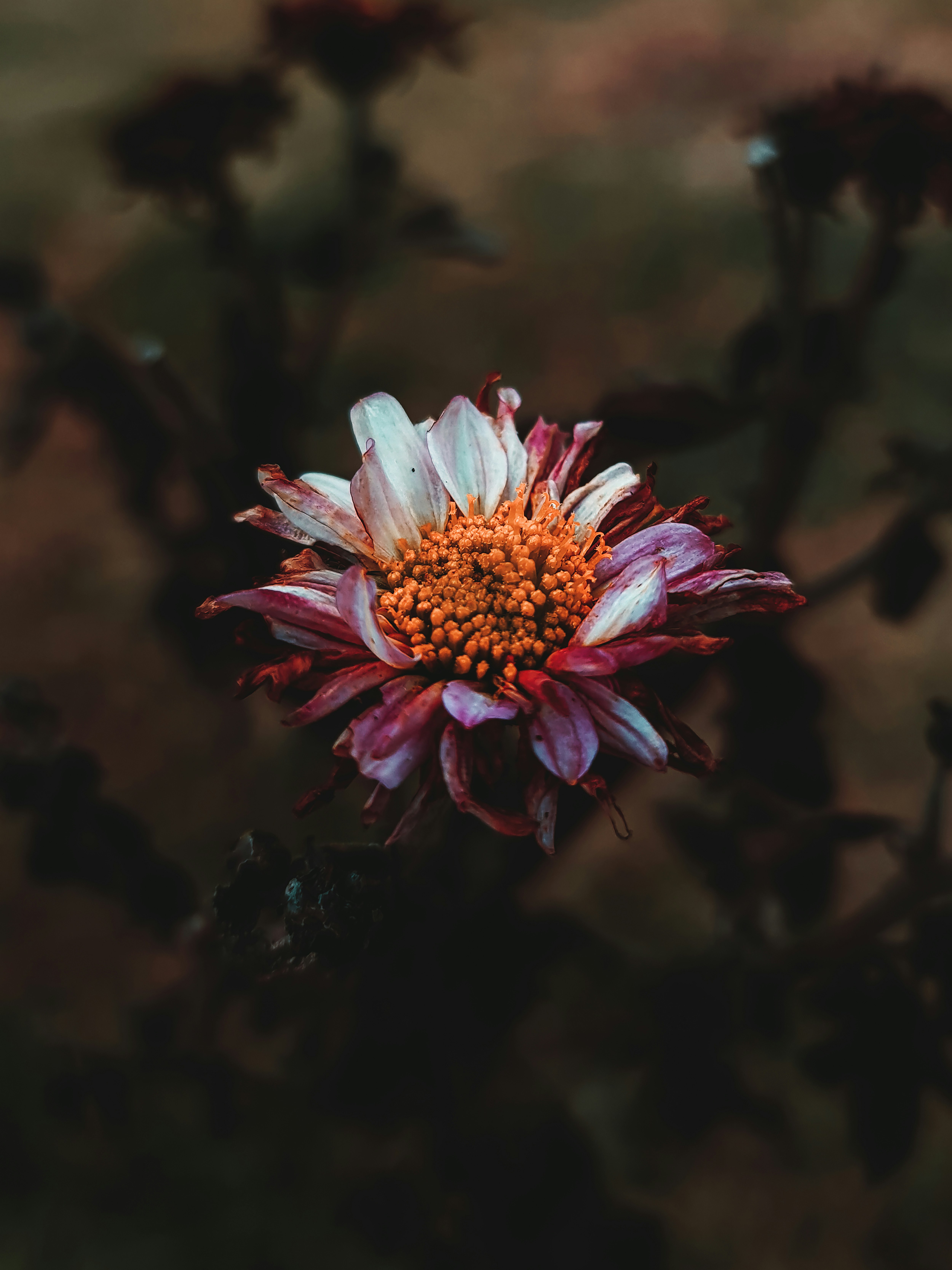 margherita bianca e rosa in fiore