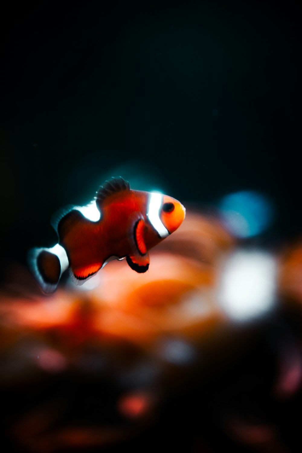 orange and white clown fish