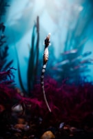 A seahorse is floating upright in a serene underwater environment, surrounded by aquamarine water and reddish-purple seaweed. Light filters through the water, creating a peaceful and ethereal atmosphere.