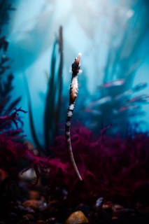 A seahorse is floating upright in a serene underwater environment, surrounded by aquamarine water and reddish-purple seaweed. Light filters through the water, creating a peaceful and ethereal atmosphere.