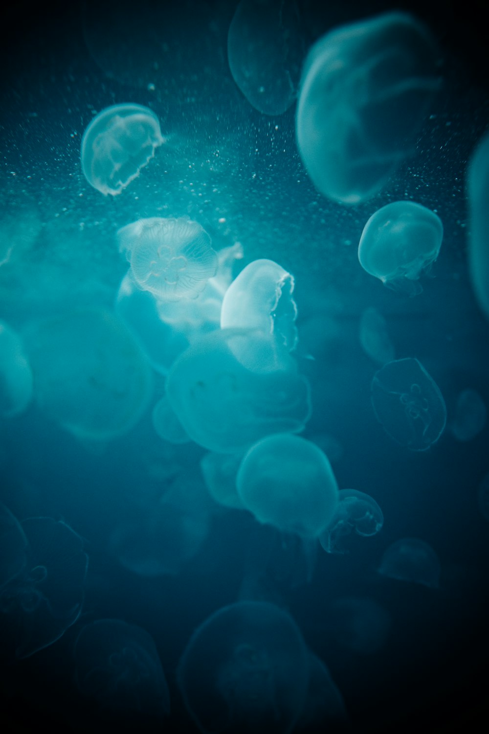 méduses bleues dans l’eau pendant la journée