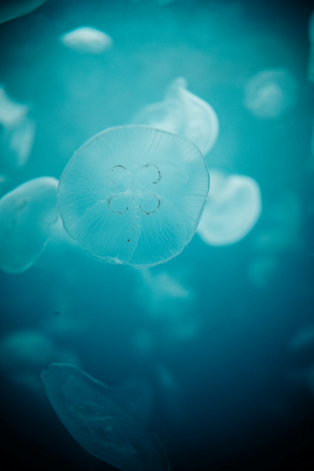 Medusas blancas en aguas azules