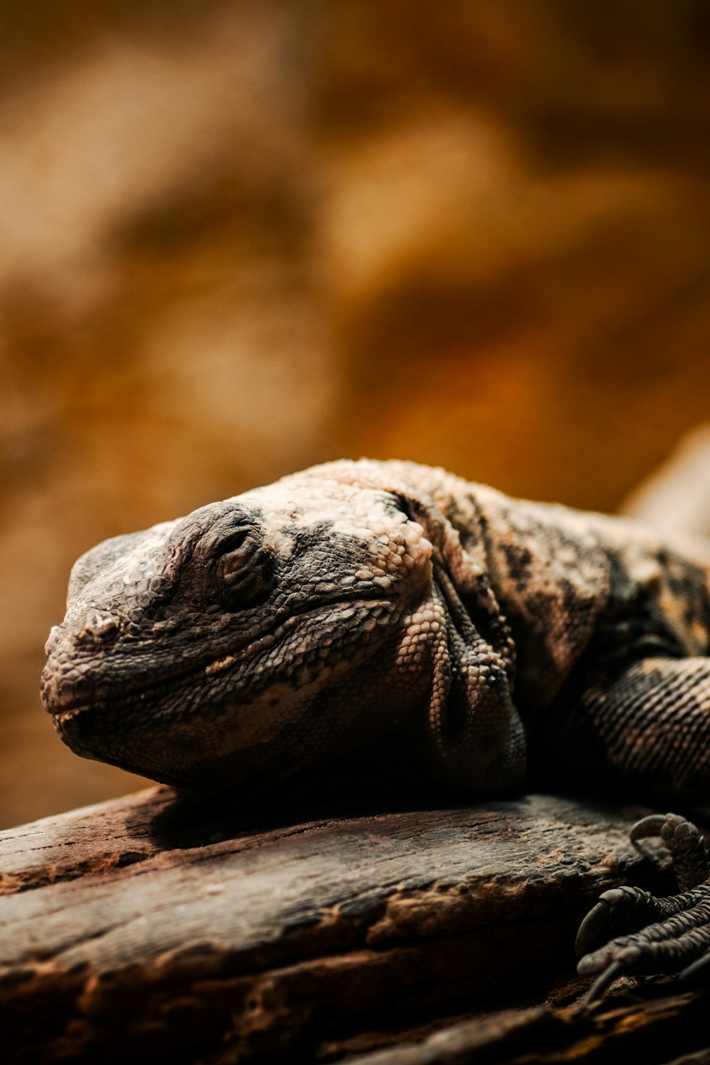 black and brown lizard on brown wood