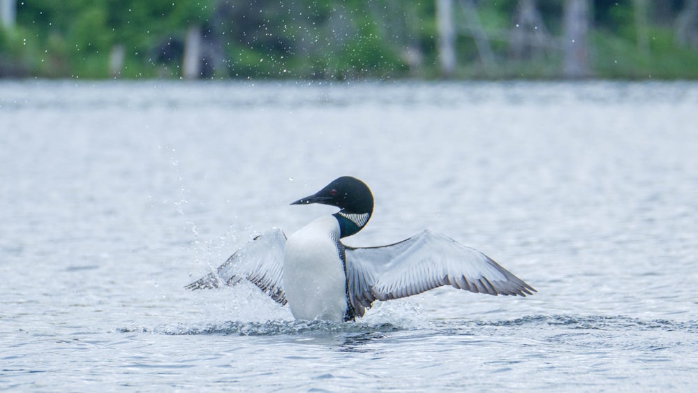 white and black bird on water during daytime