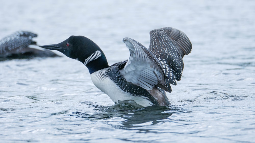 black and white duck on water