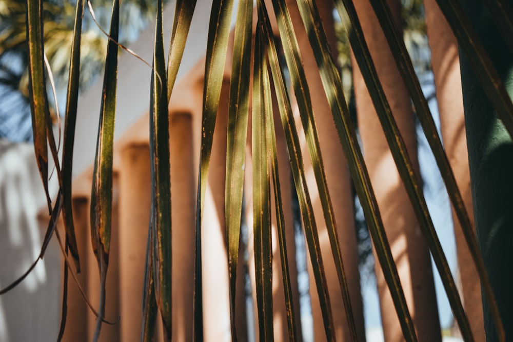 green and brown plant during daytime