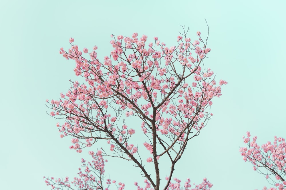 red leaf tree under blue sky during daytime