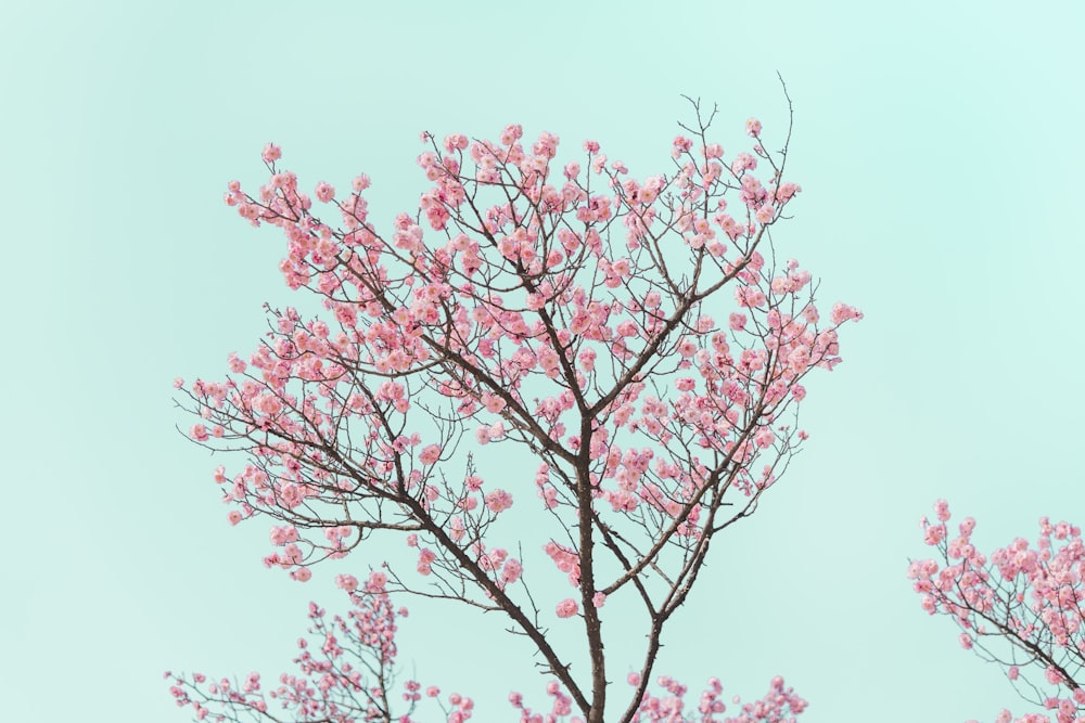 árbol de hoja roja bajo el cielo azul durante el día