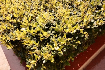 A dense, neatly trimmed hedge with vibrant green and yellow leaves occupies the space. It is planted along a path with a reddish-brown border.