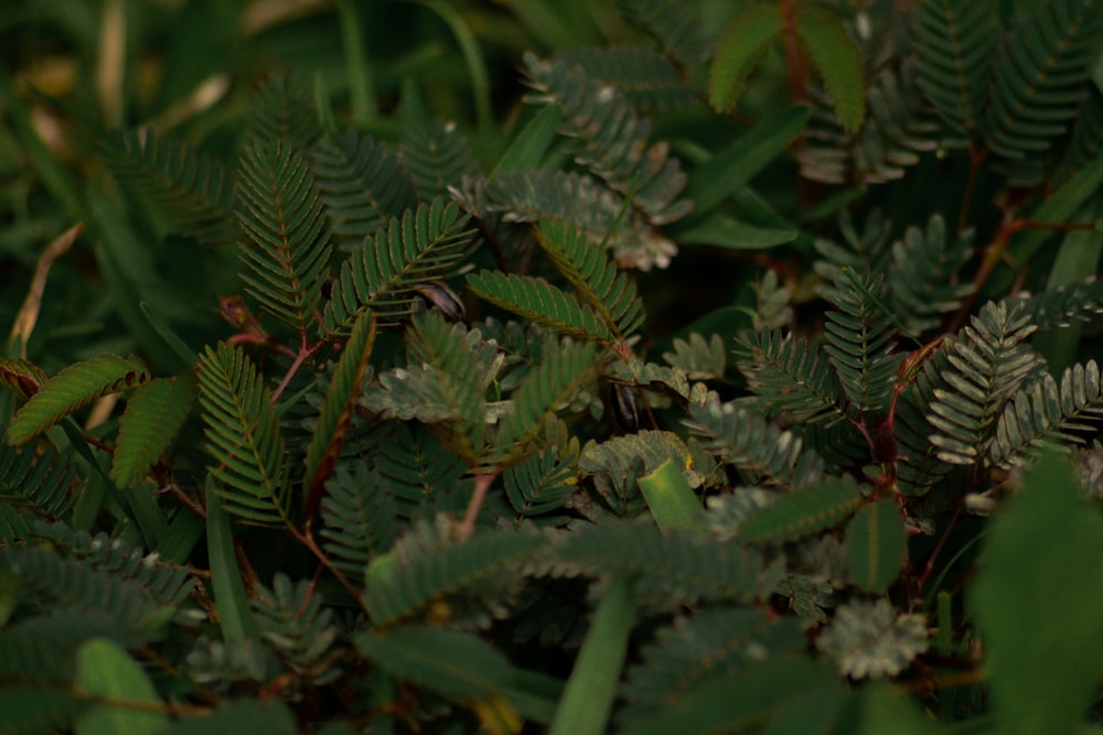 folhas verdes na fotografia de perto