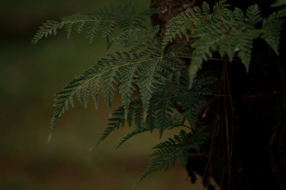 green fern plant in close up photography