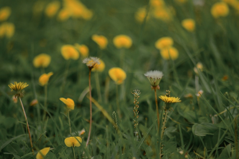 white and yellow flowers in tilt shift lens