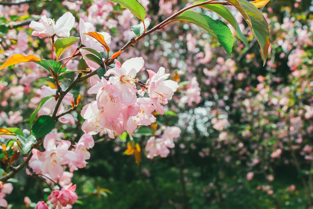 white and pink cherry blossom in close up photography