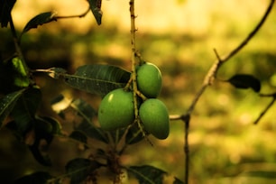 green round fruit on brown tree branch