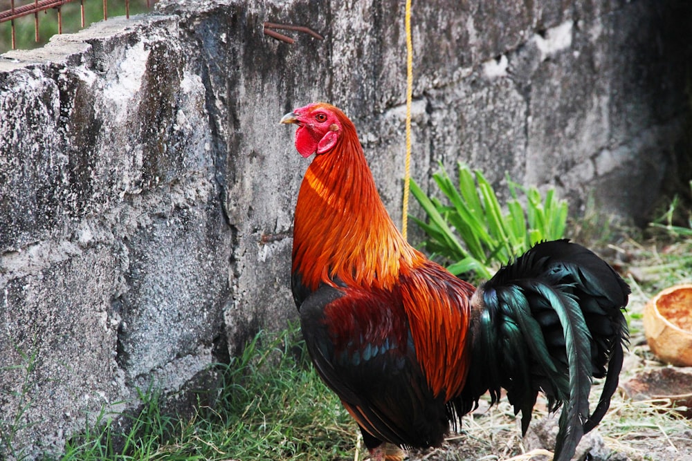red and black rooster on green grass