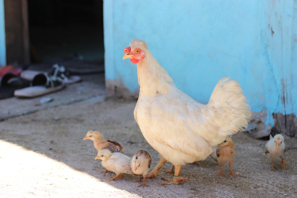 white chicken on brown soil