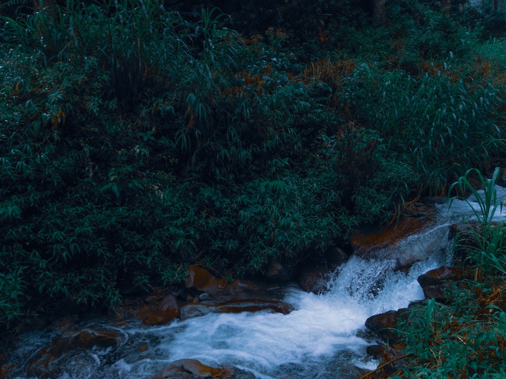 green trees beside river during daytime