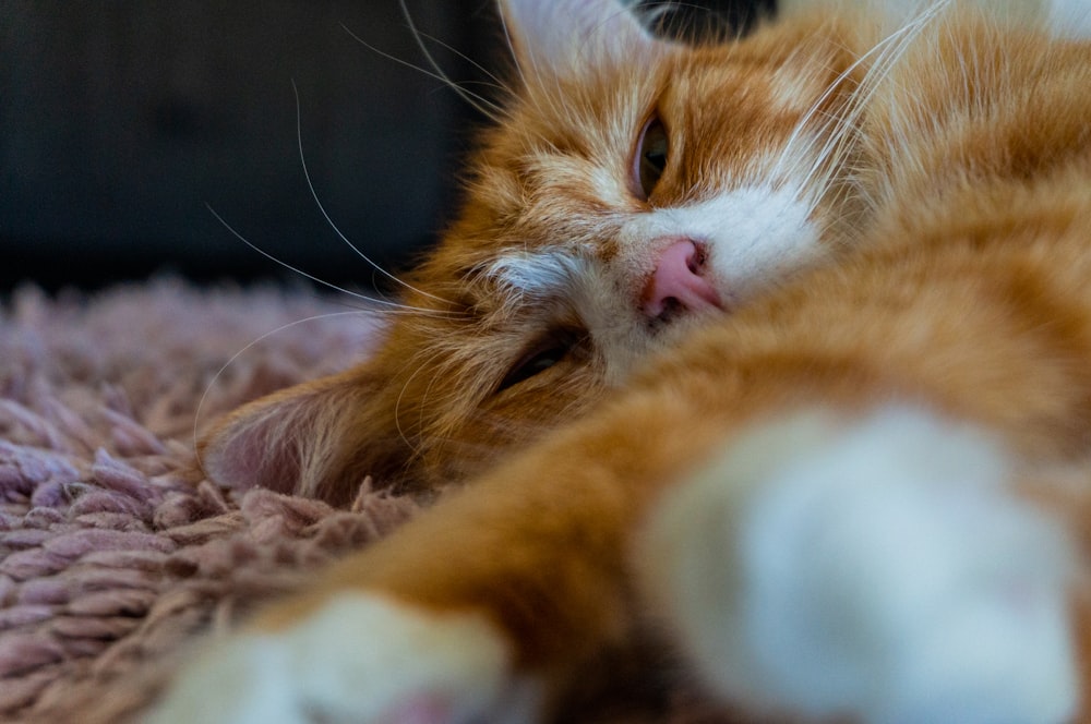 orange tabby cat lying on pink and white textile