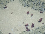 The image features a close-up view of a textured, beige carpet or fabric surface with scattered clusters of small, dark particles or debris.